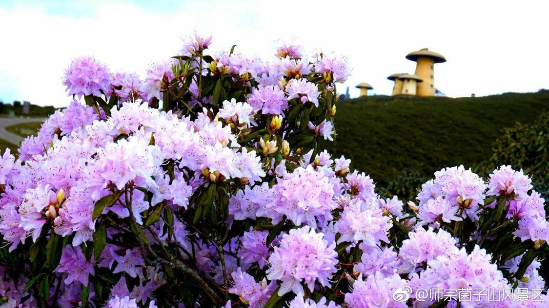 抖音播放量1000免费下单